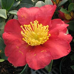 Camelia de otoo 'Yuletide'